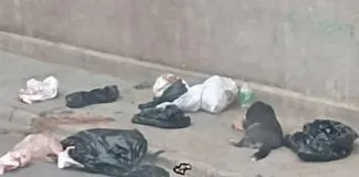 Denuncian horrible hallazgo de restos animales en Cerro Polanco de Valparaíso