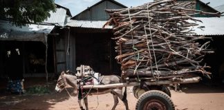 Principal ciudad de Marruecos pondrá fin a la circulación de carros tirados por animales