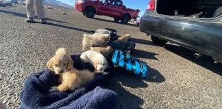 Dejan en libertad a sujeto que trasladaba a 10 cachorros dentro de un bolso a través de la ruta 15-CH: un can falleció