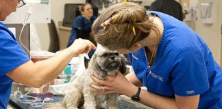 Colegio Médico Veterinario (Colmevet) cumplió 67 años de vida