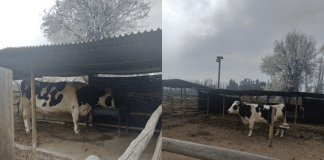 Más de 17 mil personas piden la liberación de vaca Verónica, que está en Duoc UC Santiago