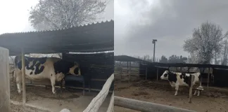 Más de 17 mil personas piden la liberación de vaca Verónica, que está en Duoc UC Santiago