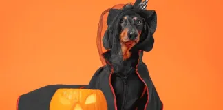 ¿Halloween de terror con mi animal de compañía?