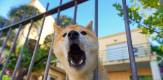 Mi perro ladra mucho: ¿qué puedo hacer?