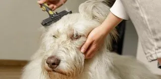 Cinco consejos para mejorar el pelaje de mi perro