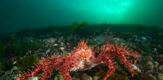 Investigadores confirman dos linajes de centolla en mares de Chile