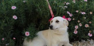 La historia de Bai, una hermosa perrita rescatada desde la calle que hoy busca un hogar y familia responsable