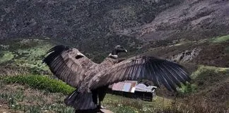 Liberan a joven cóndor llamada Lampa en el Cajón del Maipo