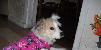 Ayudemos a la abuelita Yuyu a tener su carrito para poder volver a pasear