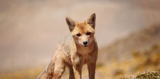 «Cambio de uso de suelo es el principal factor de amenaza a las especies silvestres», asegura académica UNAB