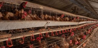 Investigación revela bajos estándares de bienestar animal de proveedor de retail chileno en Argentina