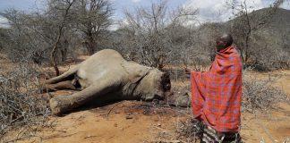 Cientos de elefantes, ñus y cebras murieron en Kenia a causa de la sequía