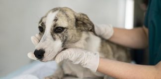 Piometra: la grave infección que puede afectar a nuestros peludos