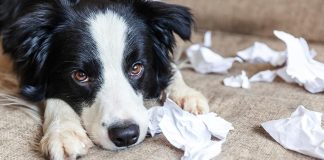 ¿Tienes problemas conductuales con tus animales?, ¡súmate al nuevo curso de Otec Colmevet y aprende a cómo actuar con tus peludos¡