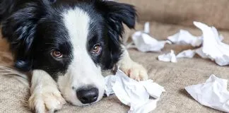 ¿Tienes problemas conductuales con tus animales?, ¡súmate al nuevo curso de Otec Colmevet y aprende a cómo actuar con tus peludos¡