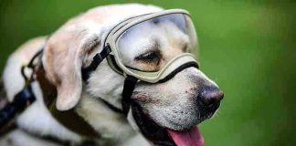 Falleció Frida, perrita héroe en México