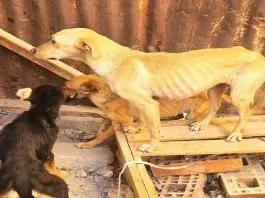 Decomisaron tres perros tras una denuncia de #maltratoanimal en #Copiapó