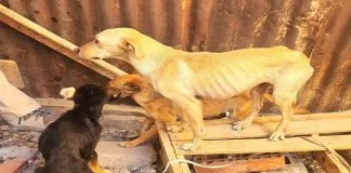 Decomisaron tres perros tras una denuncia de #maltratoanimal en #Copiapó