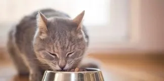 ¿Qué comida le doy a mi peludo?