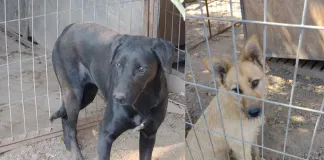 28 animales del refugio de Renca enfrentan incierto panorama: municipio no contempla el canil para el 2023