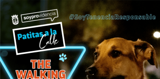 Patitas a la calle, la caminata nocturna que busca fomentar el vínculo humano animal en Providencia