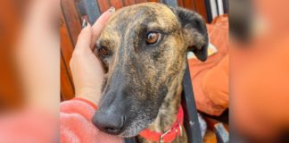 Emocionante: Tabita, la perrita de la adulta mayor desahuciada, finalmente encontró un hogar