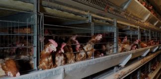 Investigación revela preocupante realidad de gallinas enjauladas para la producción de huevo en Chile