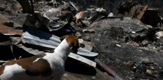 Organizaciones animalistas iniciaron campañas para ayudar a los peludos afectados a causa de los incendios
