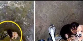 Historias sorprendentes: Cobra venenosa cuidó dos cachorros dentro de un pozo