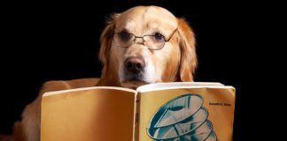 ¿Te gusta la lectura?, ¡ asiste a la Expo Libro Animal a beneficio de la Fundación Adopta ¡