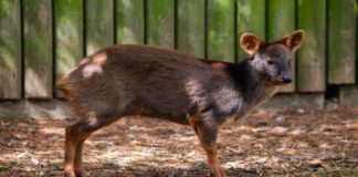 Campaña busca frenar atropellos de Pudú en Chiloé, especie carismática y patrimonio natural de Chile y Argentina