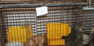 Condenaron a sujeto por el delito de maltrato animal contra 49 perros de un criadero en Pirque