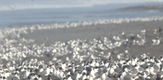 ¿Cómo actuar ante la Influenza Aviar en Chile?, Colmevet nos entrega las claves