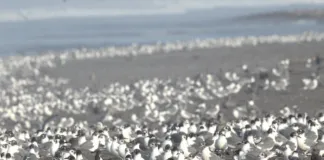 ¿Cómo actuar ante la Influenza Aviar en Chile?, Colmevet nos entrega las claves