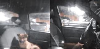 Rescataron a 6 animales de compañía encerrados desde una camioneta que estaba en centro comercial de La Calera