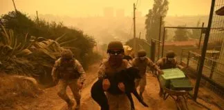 Todos podemos ayudar: universidades se comprometen a asistir a los animales afectados por los graves incendios en Viña y Valparaíso