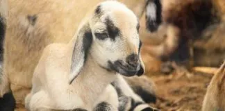 Formalizaron a sujeto que degolló a un chivo vivo por un ritual en el evento «Asgard Fest»