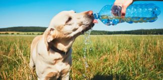 Cómo proteger a tu peludo de las altas temperaturas y la radiación solar