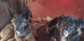 Dos perritas mestizas buscan un hogar y una familia responsable en Puerto Montt