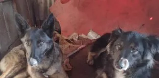 Dos perritas mestizas buscan un hogar y una familia responsable en Puerto Montt