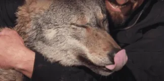 La amistad entre una madre loba herida y el humano que la ayudó