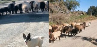 Perrito ovejero se hace famoso por pedir a topógrafo que se moviera del camino para poder pasar con rebaño que lideraba él solo