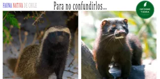 Avistan un Quique en Talagante