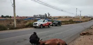 Una noticia triste: Cuatro caballos murieron tras ser impactados por un vehículo en La Serena