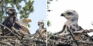Águila adopta cría de halcón que había elegido para la cena