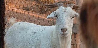 5 animales rescatados del maltrato animal extremo en Melipilla llegaron al Santuario Clafira: piden ayuda