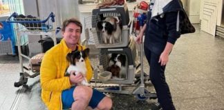 Hombre se reencuentra con sus perritos que aerolínea había perdido en viaje hacia Turquía