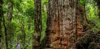 Corporación Alerce invita al lanzamiento del proyecto “Un viaje a través del tiempo, desde que el alerce tiene memoria”