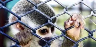 Recuperados varios animales en operativo contra tráfico de fauna silvestre en Cali (Colombia)