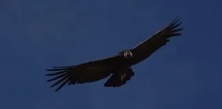 Innovadora herramienta legal permite que propietarios de tierras puedan decidir protegerlas ecológicamente para siempre